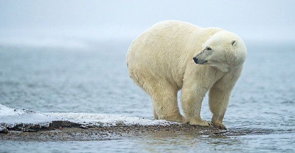 Polar_bear_21