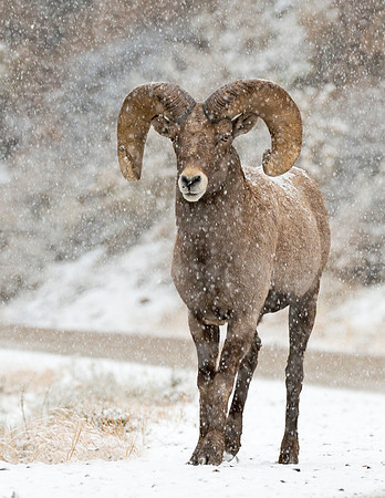 Bighorn_Ram_152