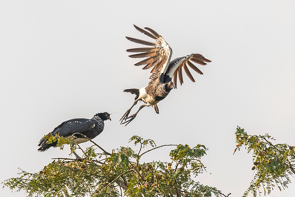 Horned_screamer_Peru_2024_1
