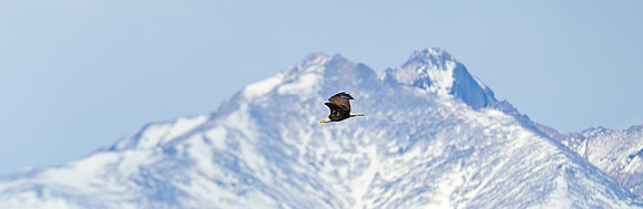 Bald_eagle_93
