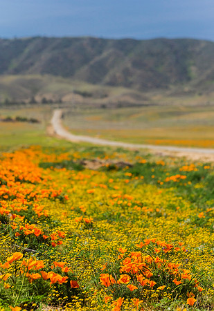 Antelope_Valley_Poppies_4