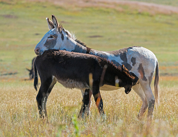 Wild_burro_1