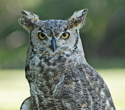 Great Horned Owl