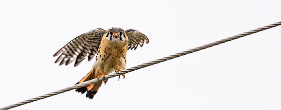 american_kestrel_15