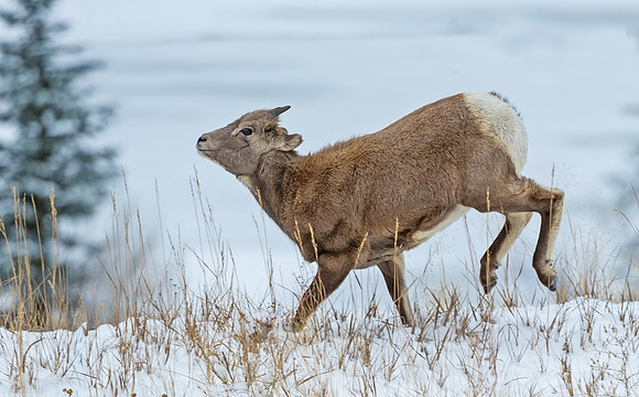 Bighorn_31