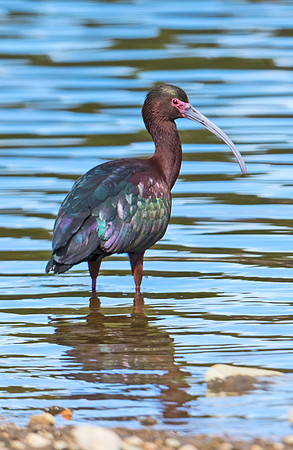 White-faced_ibis_1