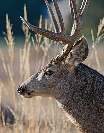 Mule_deer_buck_46
