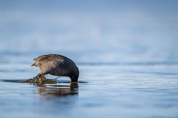 American_coot_BDANWR_2021_2