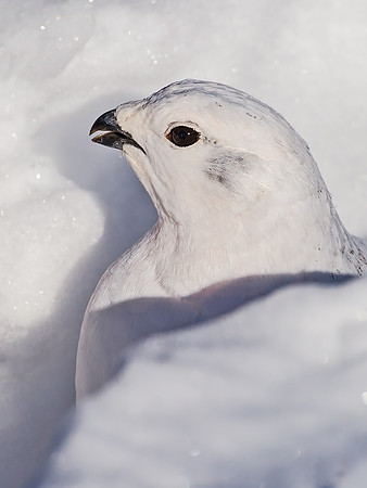 White-tailed_ptarmigan_24