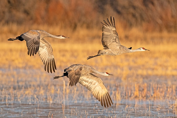 Sandhill_crane_BDANWR_2021_8