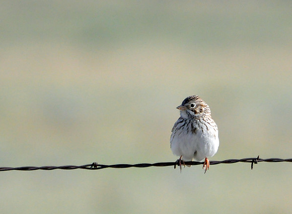 Little Brown Bird