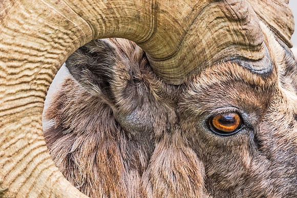 Bighorn_ram_NER_2018_2