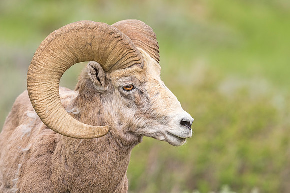 Bighorn_Ram_Elk_Refuge_2018_1