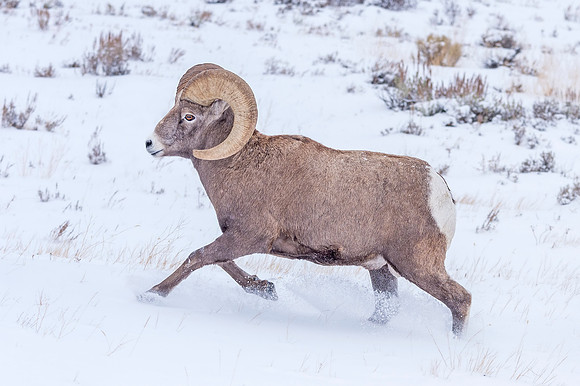 Bighorn_sheep_ram_NER_2018_3