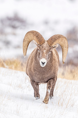 Bighorn_sheep_ram_NER_2018_4