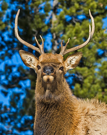 Elk_19