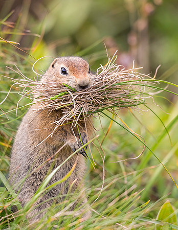 Arctic_ground_squirrel_Denali_2016_2