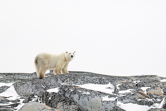 Polar_bear_CH_2024_15