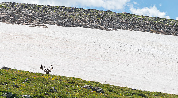 Elk_31