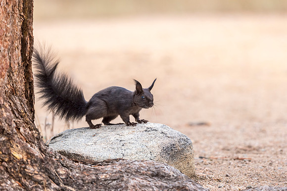 Aberts_squirrel_RMNP_2018_10