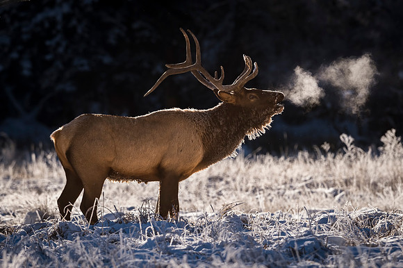Elk_EP_2018_10