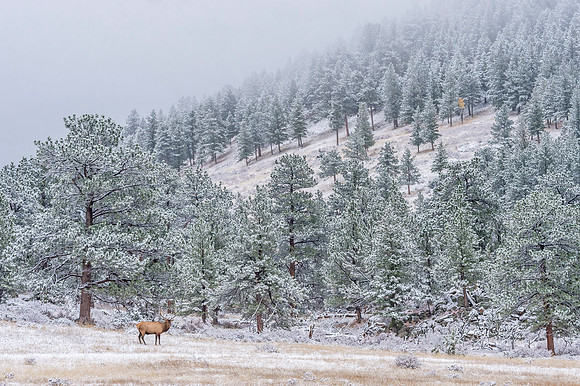 Elk_RMNP_2018_56