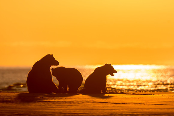 Brown_bear_LCNP_2018_10