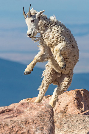Mountain_goat_Mt_Evans_2018_15