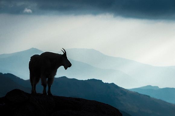 Mountain_goat_MtEvans_2018_18