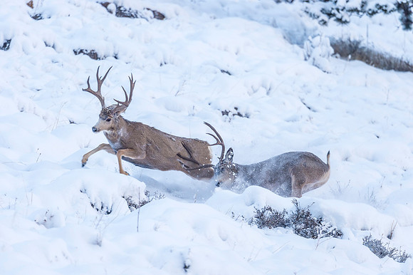 Mule_deer_2018_13