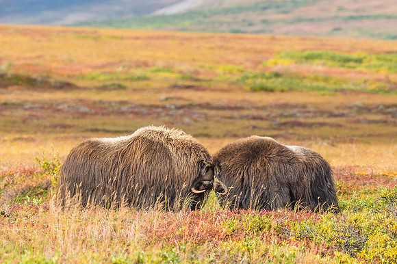Muskox_Nome_2018_1