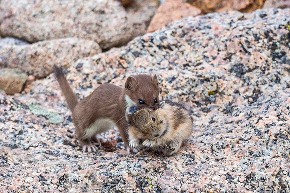 Short-tailed_weasel_MtEvans_2018_1