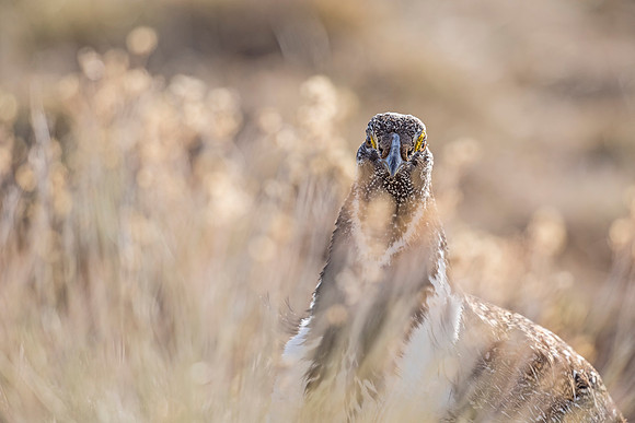Greater_sage_grouse_2018_6