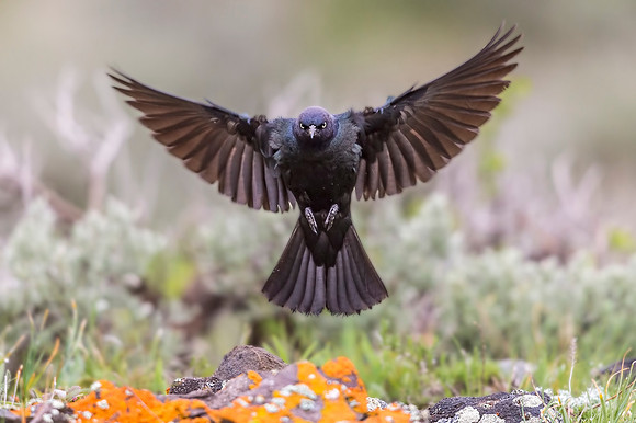 Grackle_YNP_2018_1