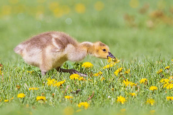Canada_goose_gosling_NER_2018_3