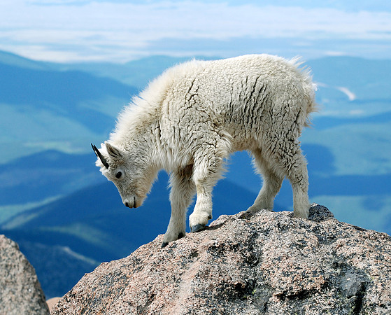 Baby Mountain Goat
