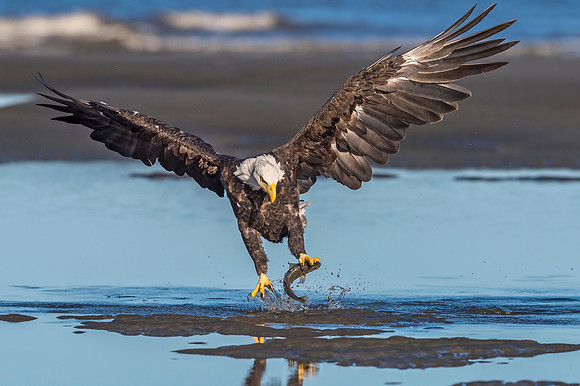 Bald_eagle_AP_2018_1