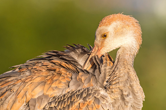 Sandhill_crane_Homer_2018_1