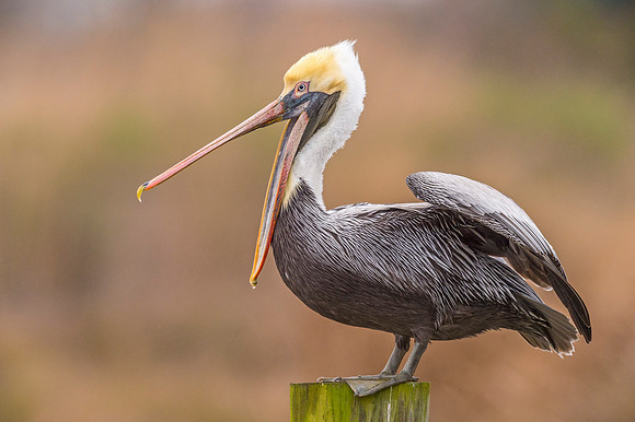 Brown_pelican_Metairie_2018_1