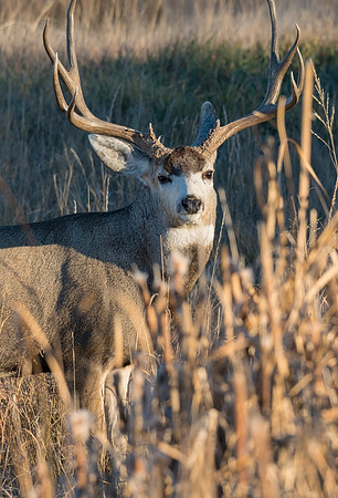 mule_deer_buck_55