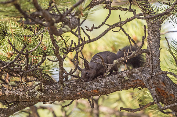 Aberts_squirrel_RMNP_2018_1