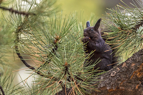 Aberts_squirrel_RMNP_2018_5