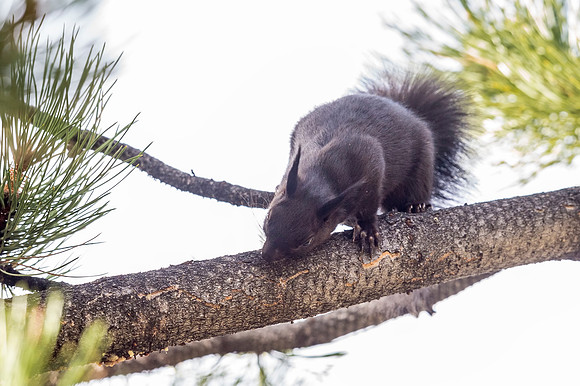 Aberts_squirrel_RMNP_2018_2