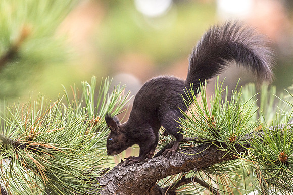 Aberts_squirrel_RMNP_2018_4