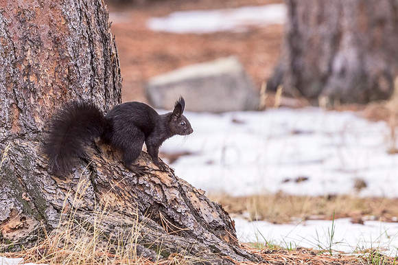 Aberts_squirrel_RMNP_2018_6