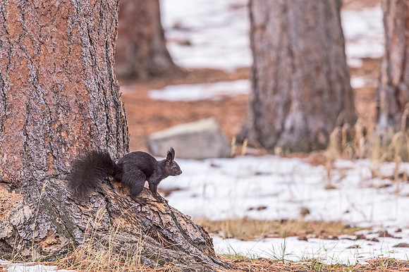 Aberts_squirrel_RMNP_2018_7