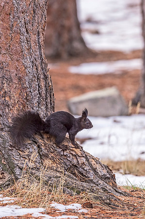 Aberts_squirrel_RMNP_2018_8