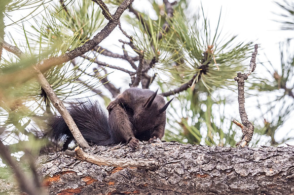 Aberts_squirrel_RMNP_2018_9