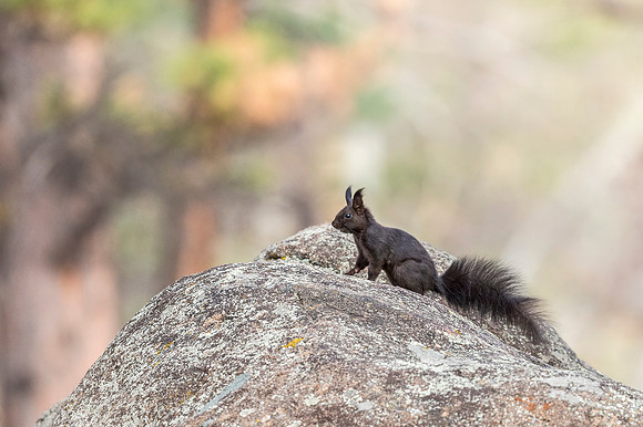 Aberts_squirrel_RMNP_2018_11