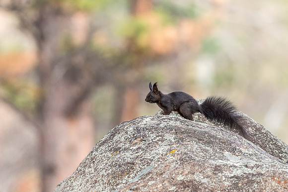 Aberts_squirrel_RMNP_2018_13